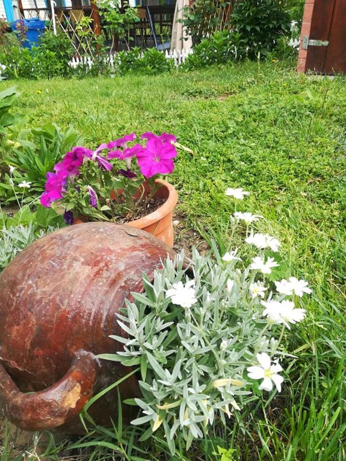 Camping Casuta Mihaela Crisan  Exteriér fotografie